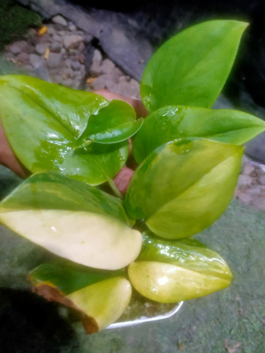 Scindapsus Treubii Lemon