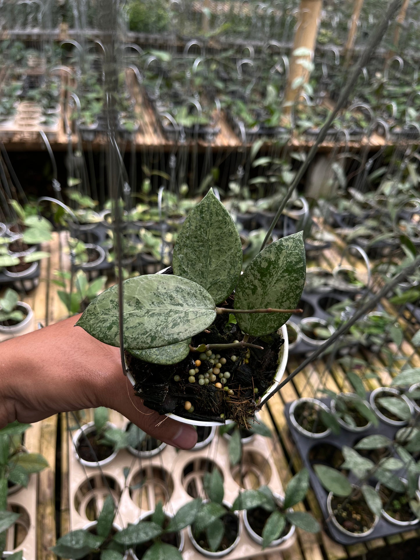 Hoya Verticilata Silver Galaxy