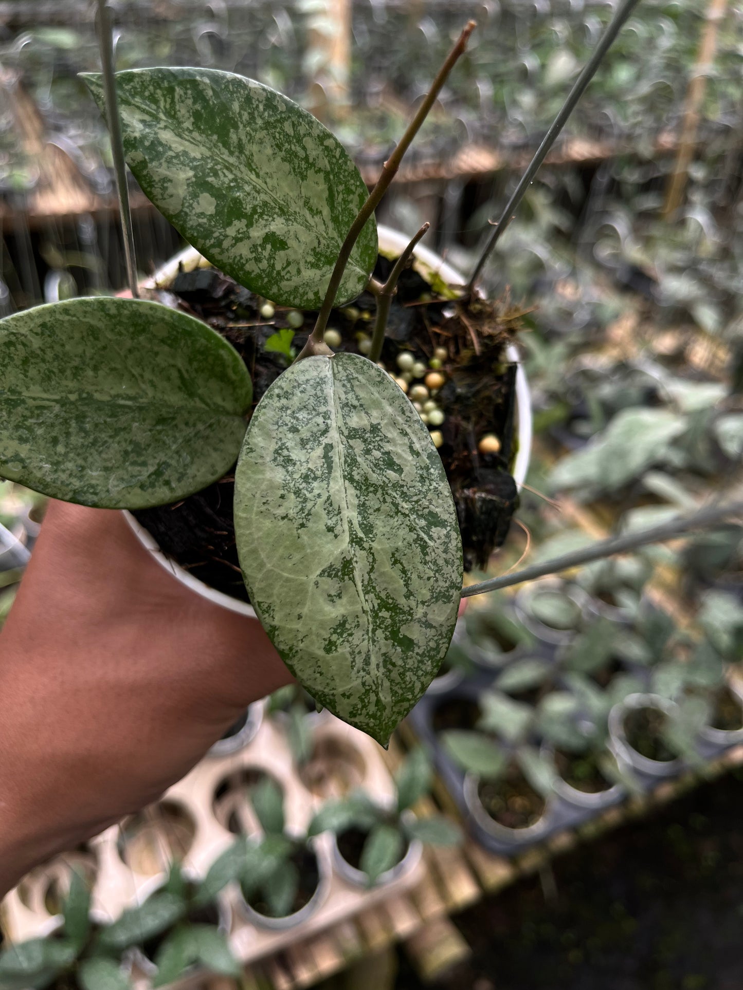 Hoya Verticilata Silver Galaxy