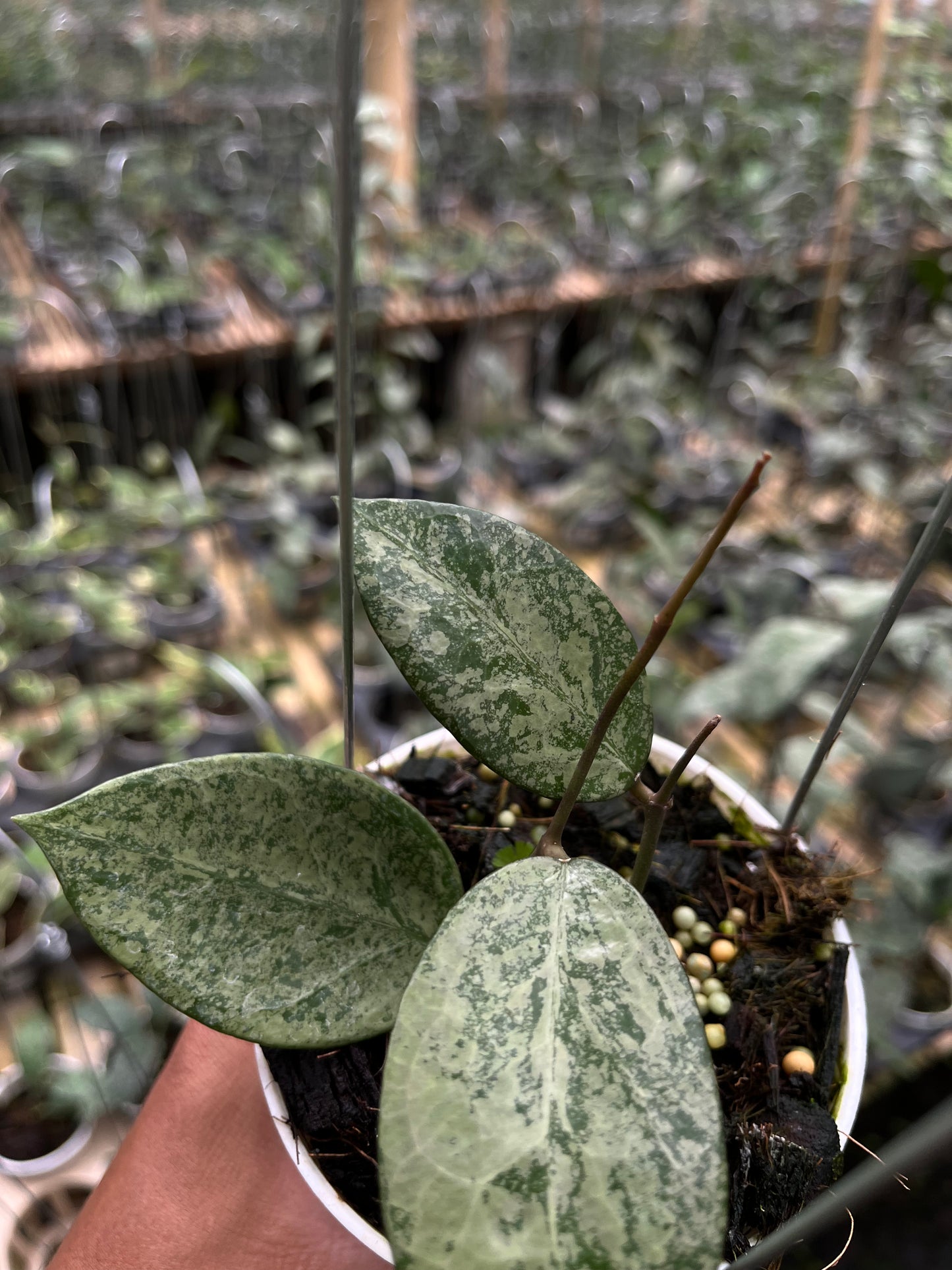 Hoya Verticilata Silver Galaxy