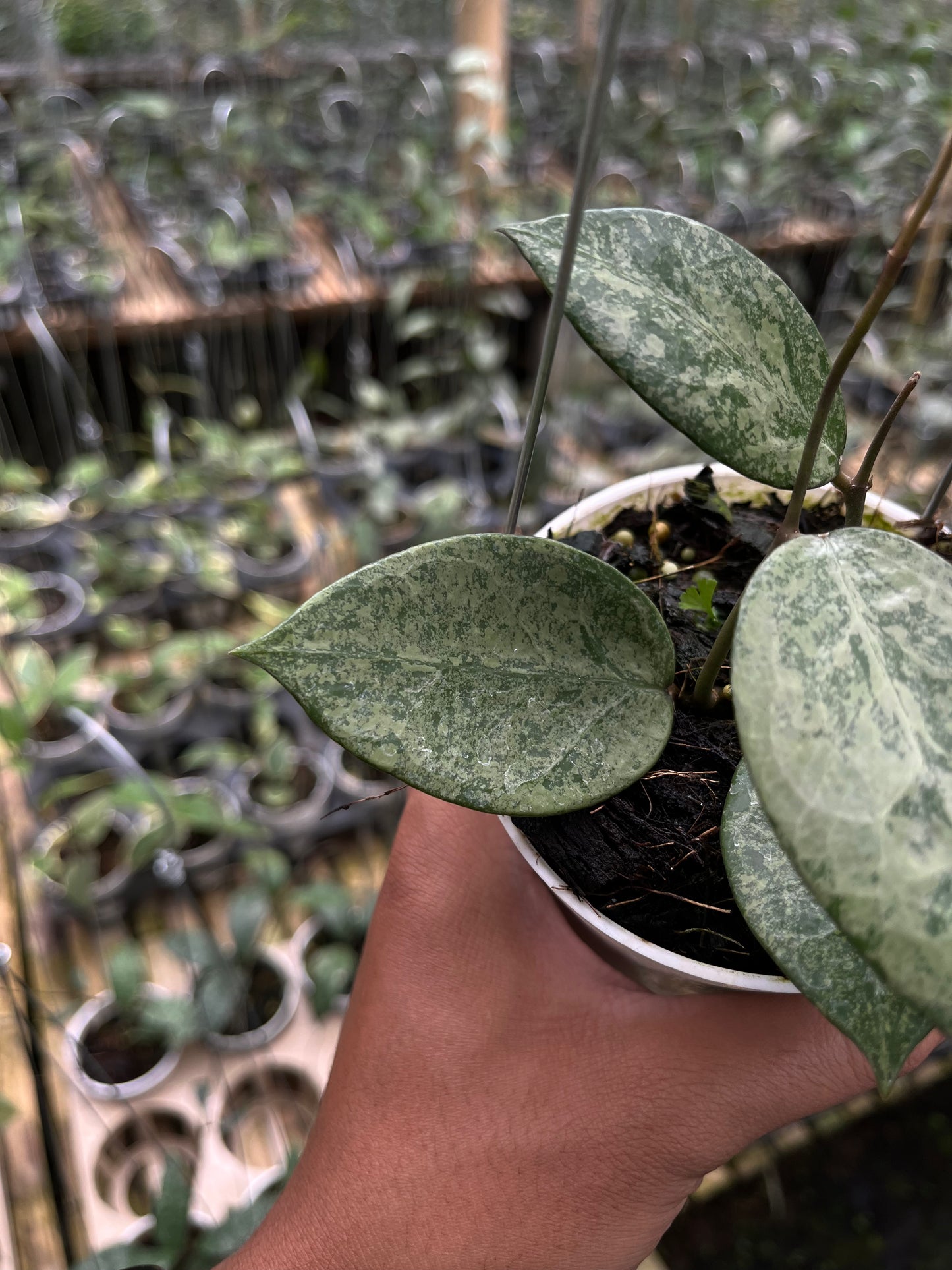 Hoya Verticilata Silver Galaxy