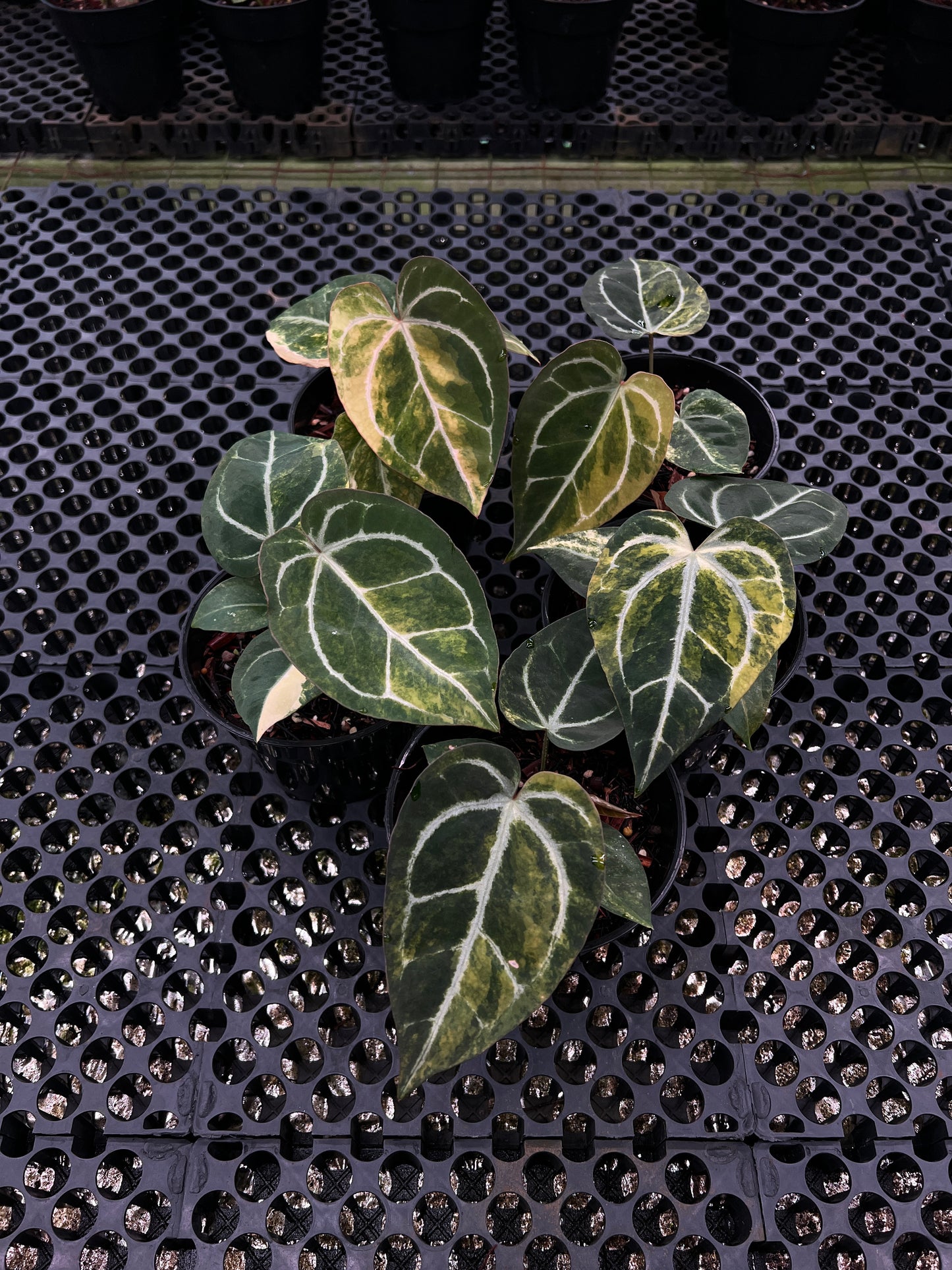 Anthurium (Black Venom x Megatron) x SKG
