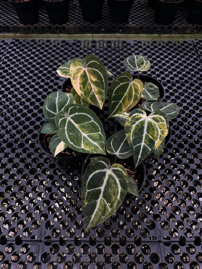 Anthurium (Black Venom x Megatron) x SKG