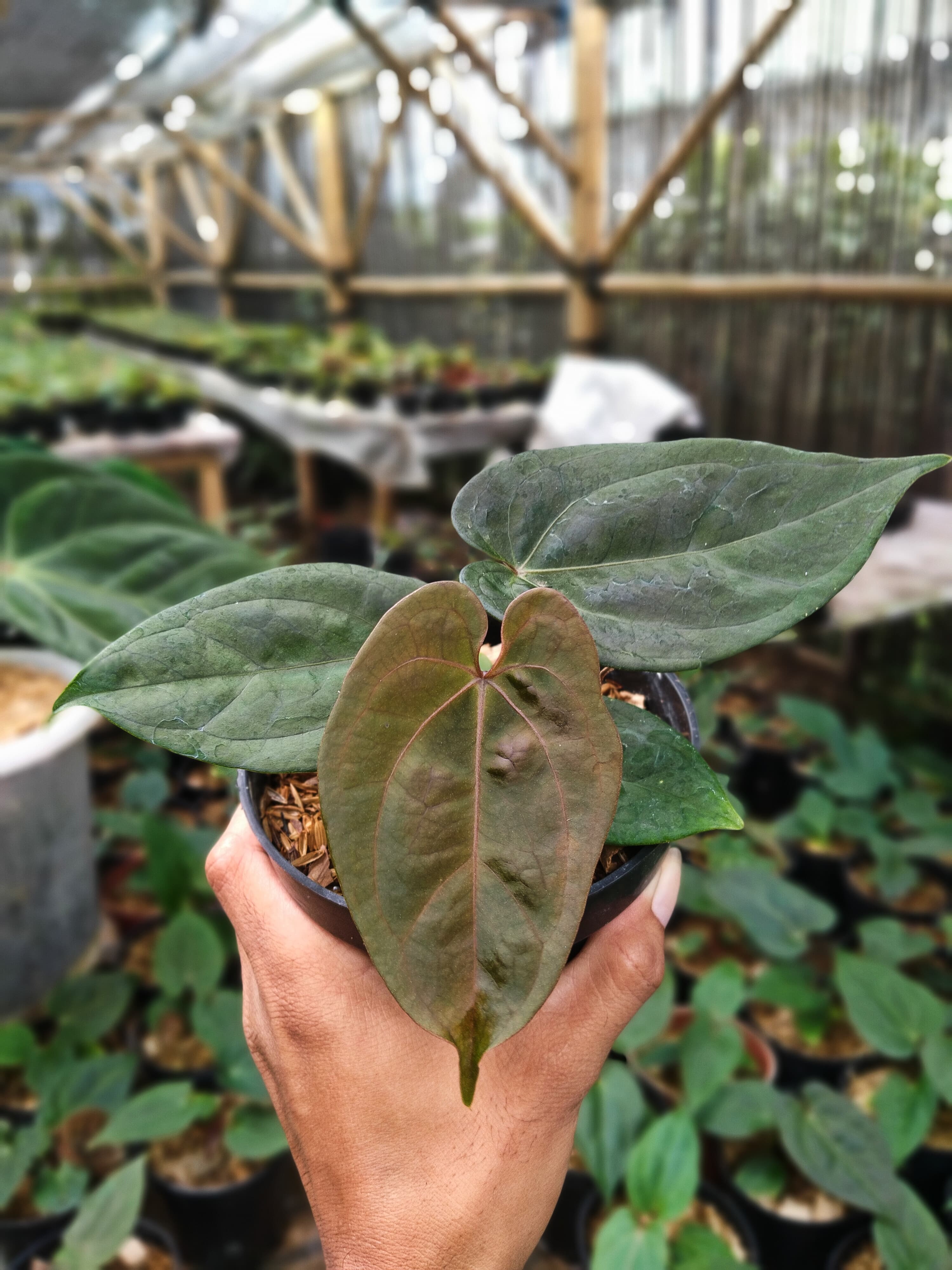 Anthurium Papililaminum X Dressleri