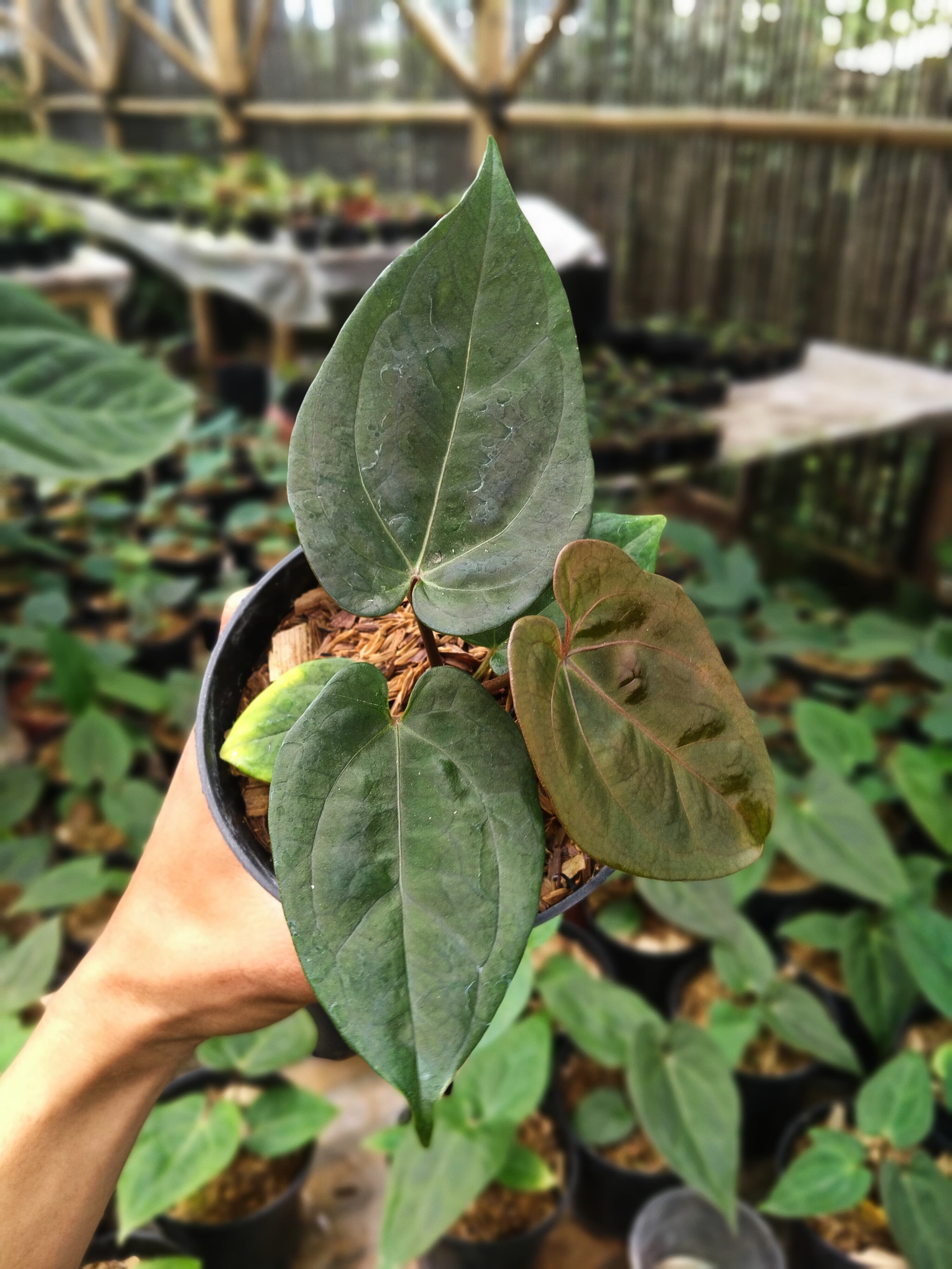 Anthurium Papililaminum X Dressleri