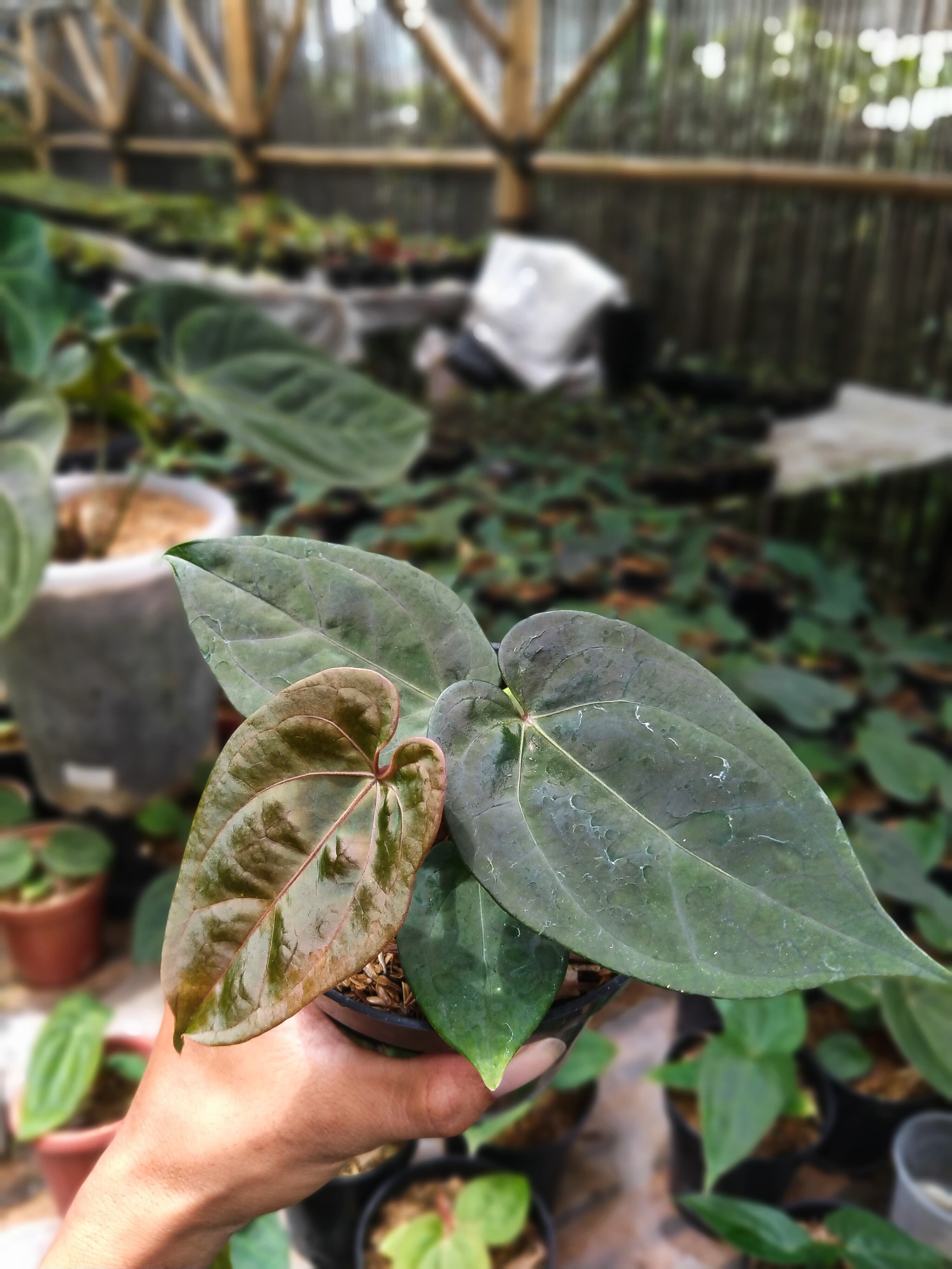 Anthurium Papililaminum X Dressleri