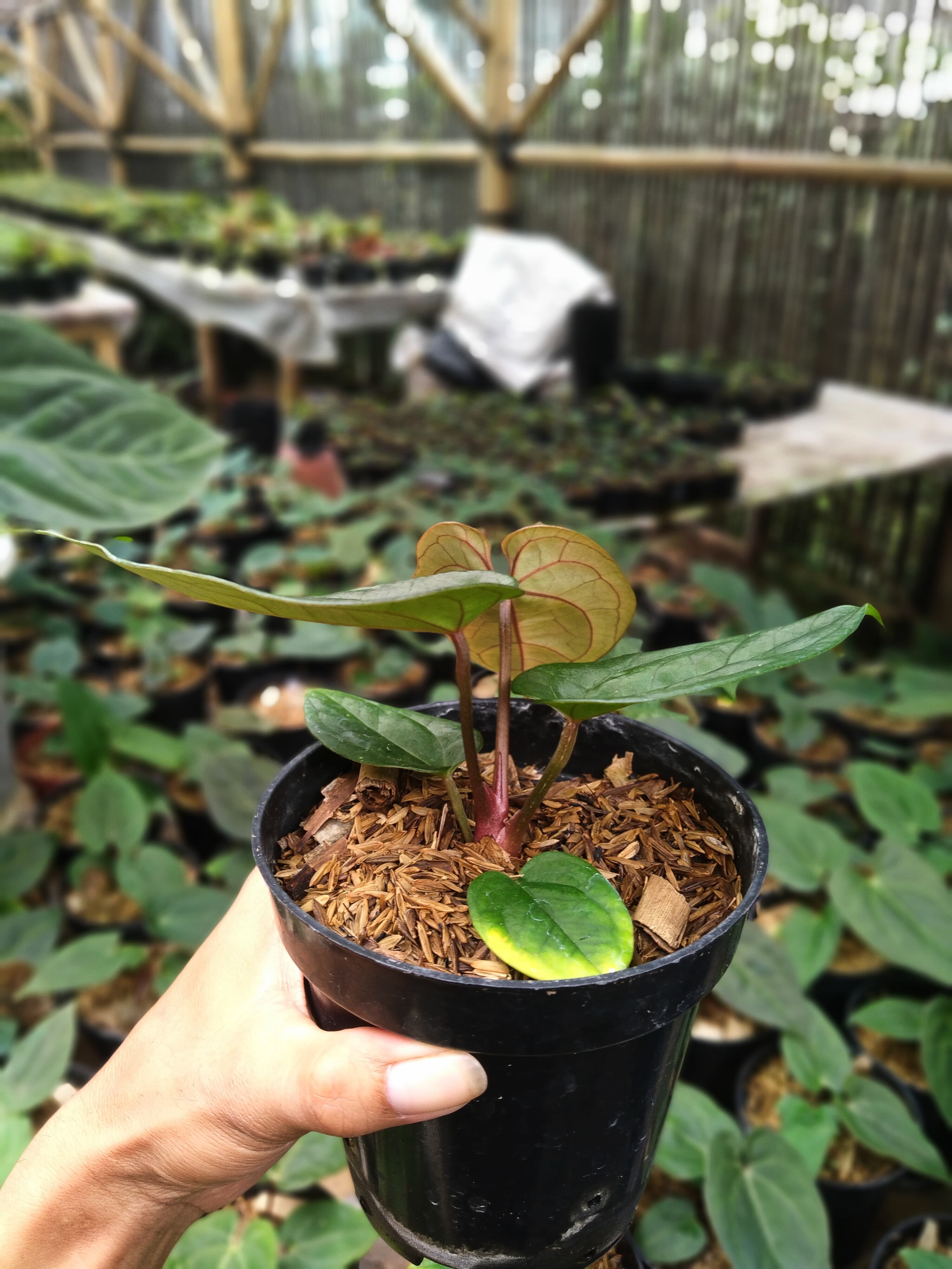 Anthurium Papililaminum X Dressleri