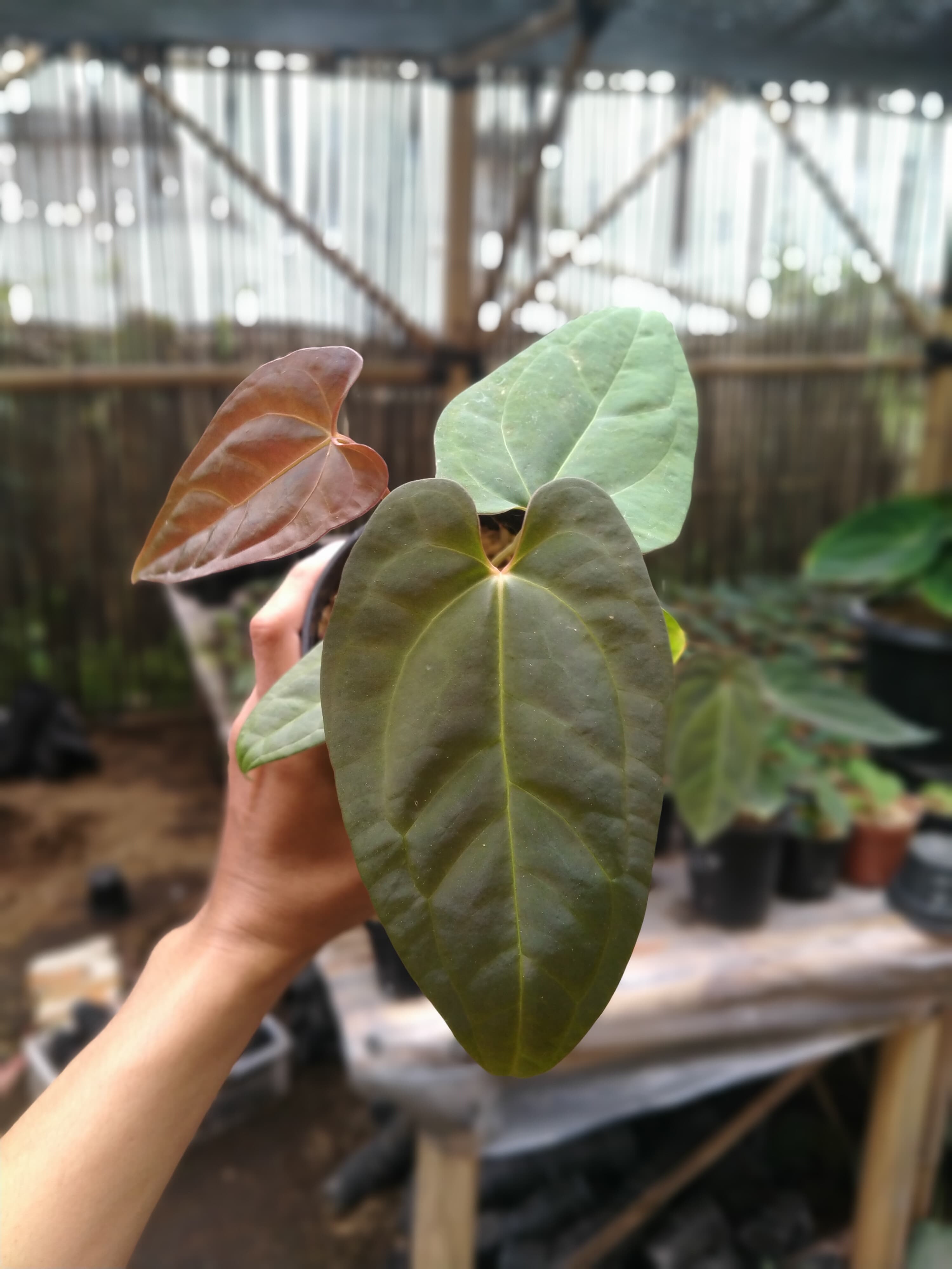 Anthurium Papililaminum X Dressleri