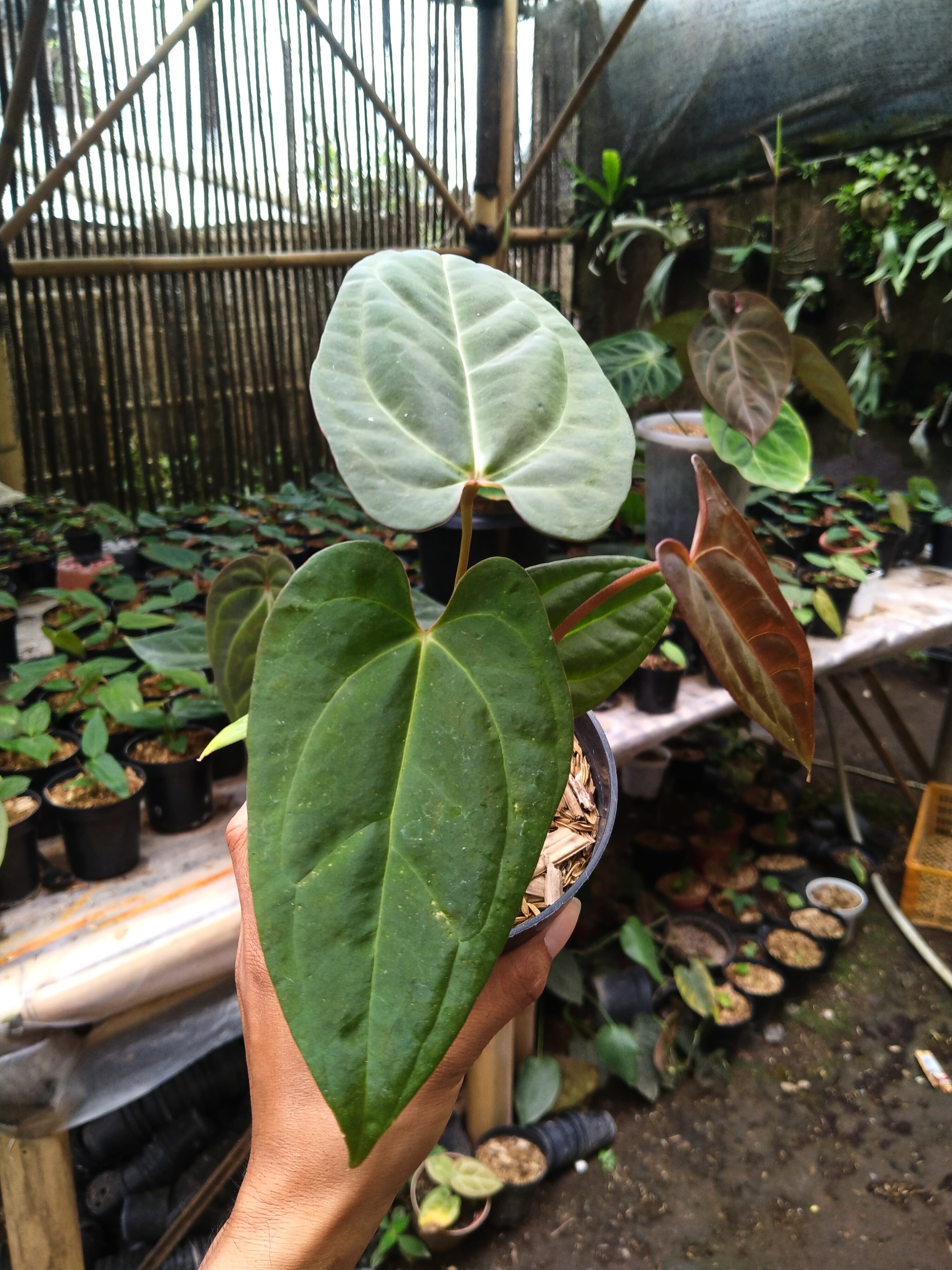 Anthurium Papililaminum X Dressleri