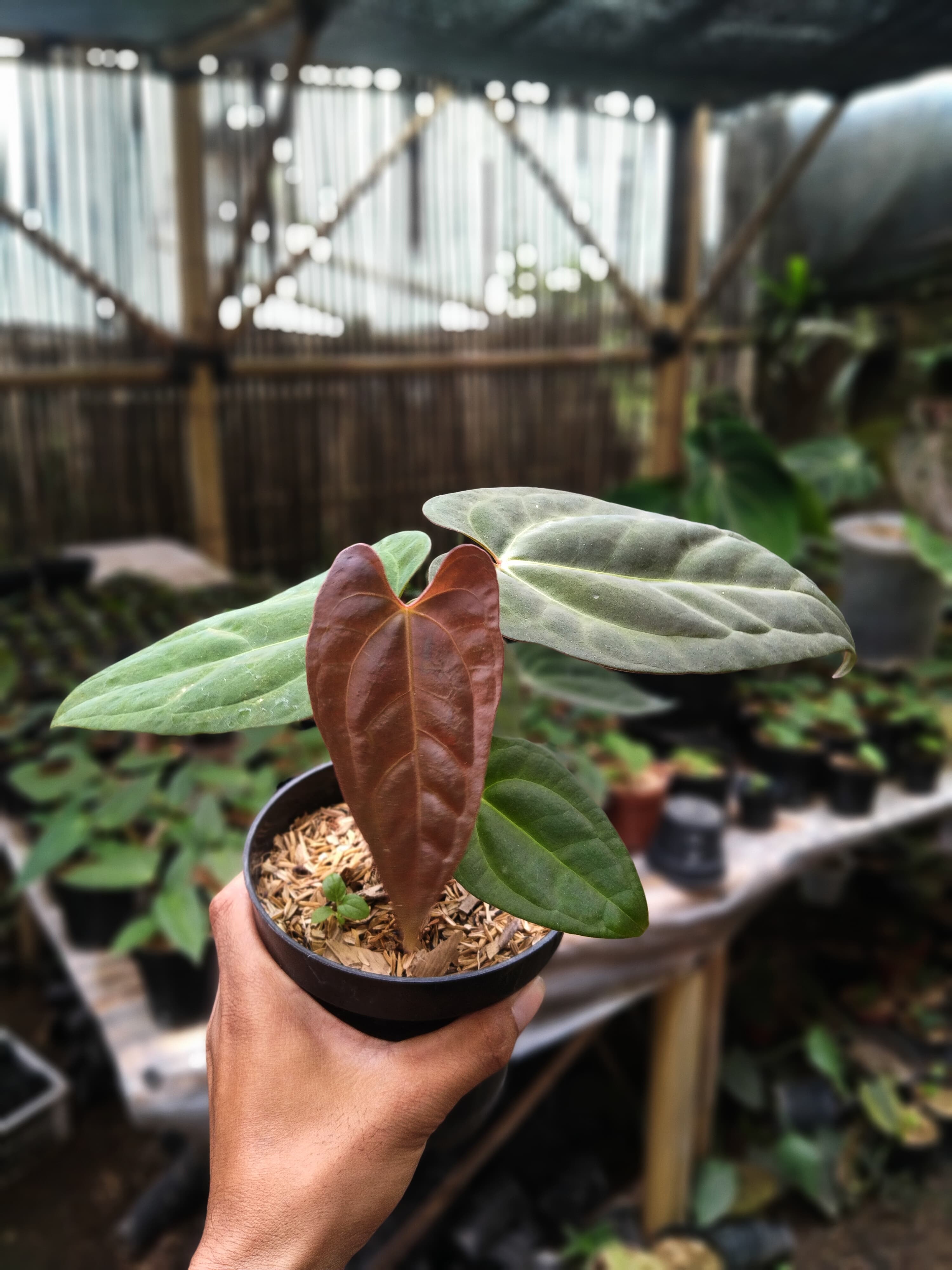 Anthurium Papililaminum X Dressleri