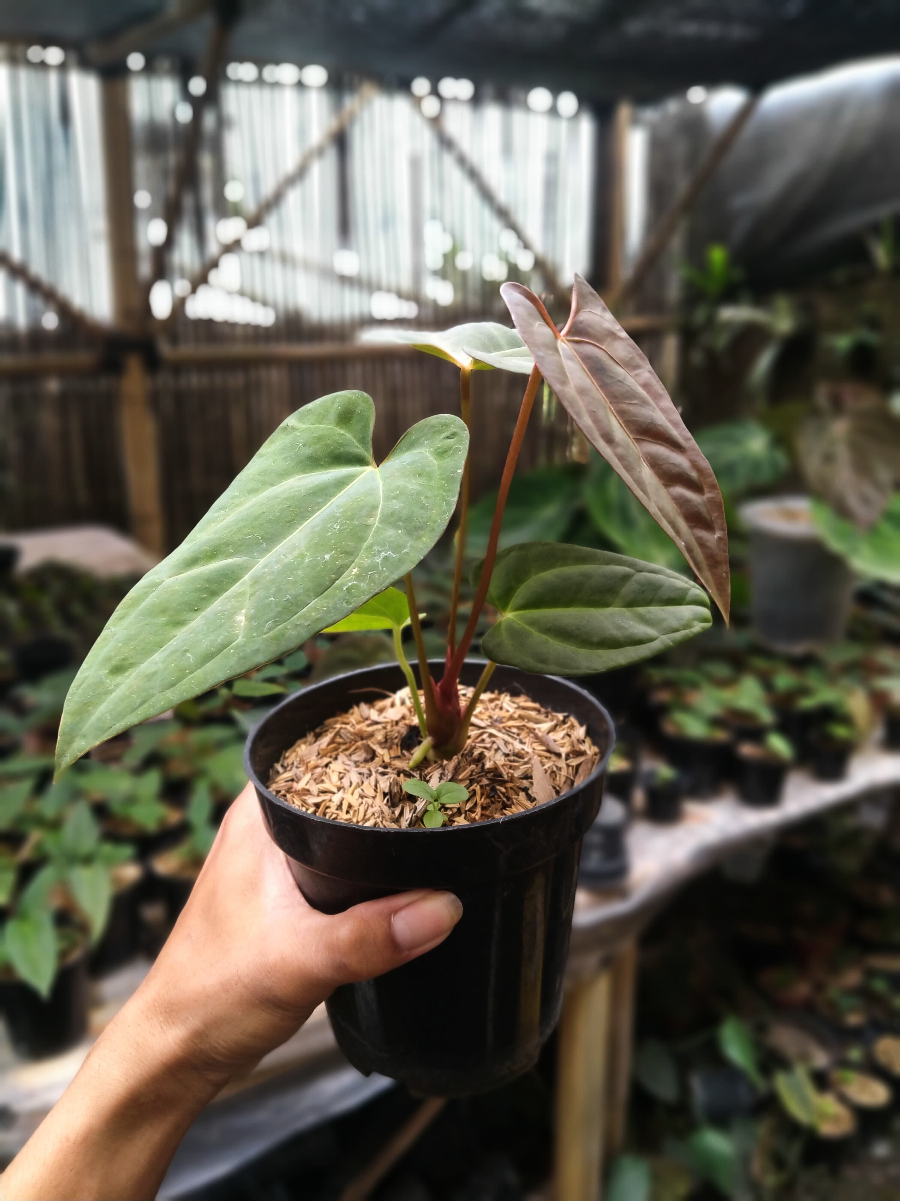 Anthurium Papililaminum X Dressleri