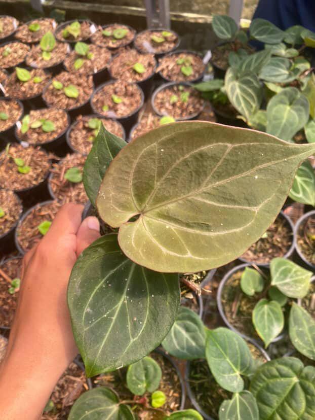 Anthurium King Of Spades