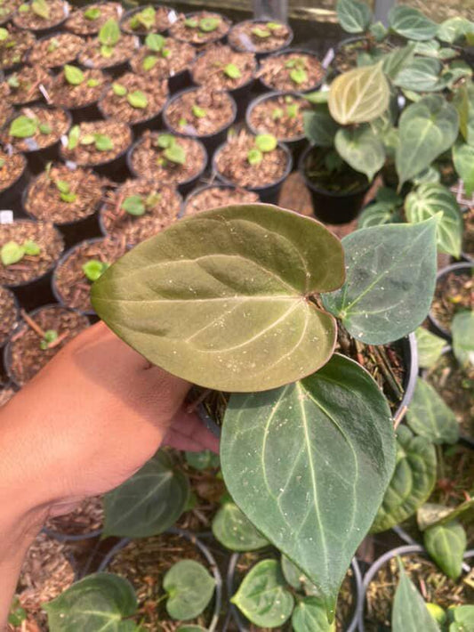 Anthurium King Of Spades