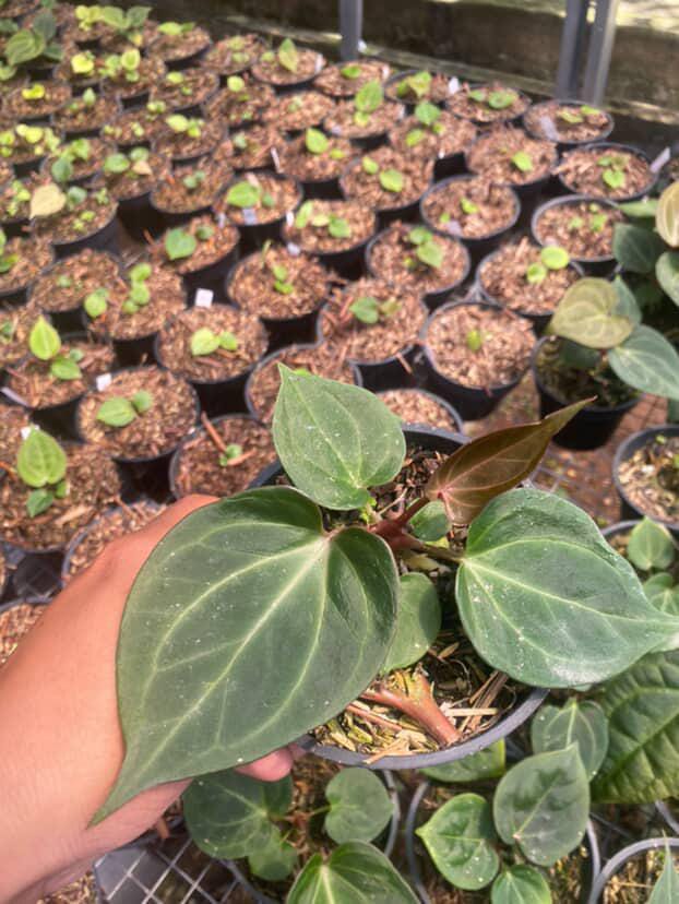 Anthurium King Of Spades