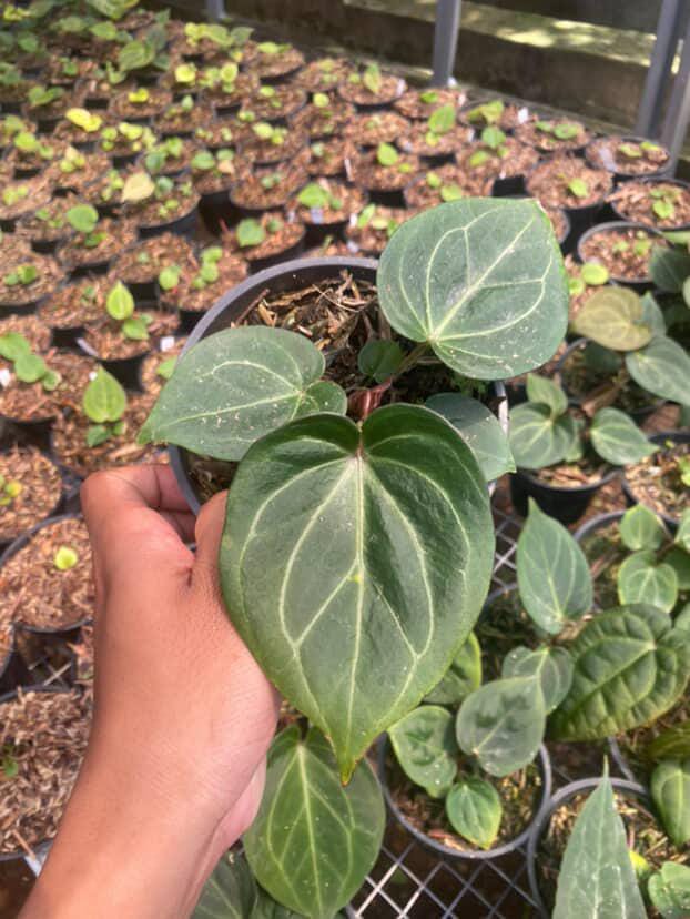 Anthurium King Of Spades