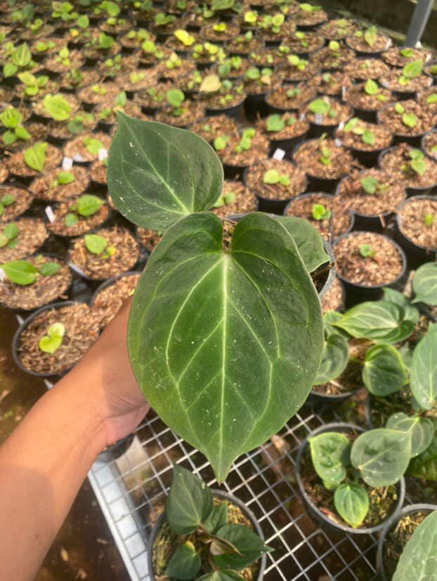 Anthurium King Of Spades