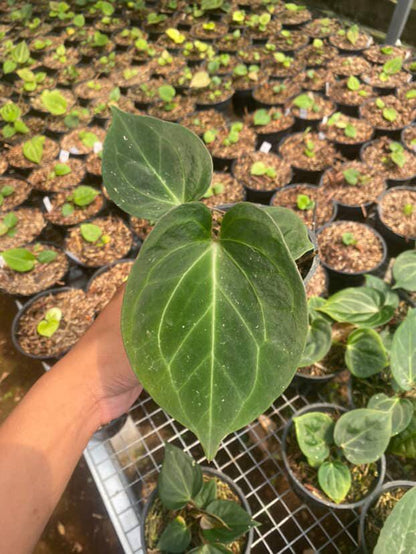 Anthurium King Of Spades