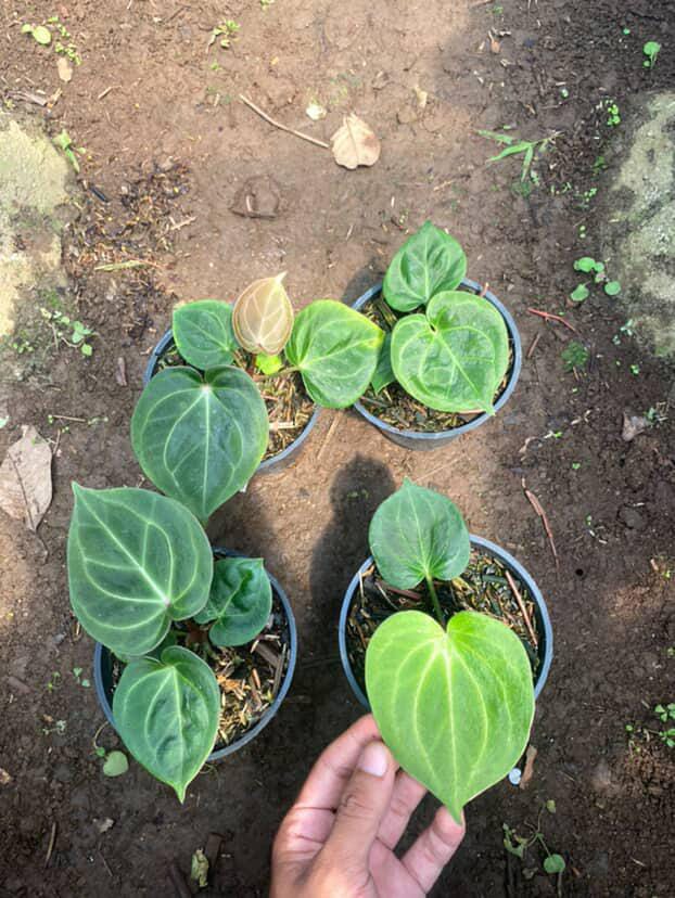 Anthurium King Of Spades