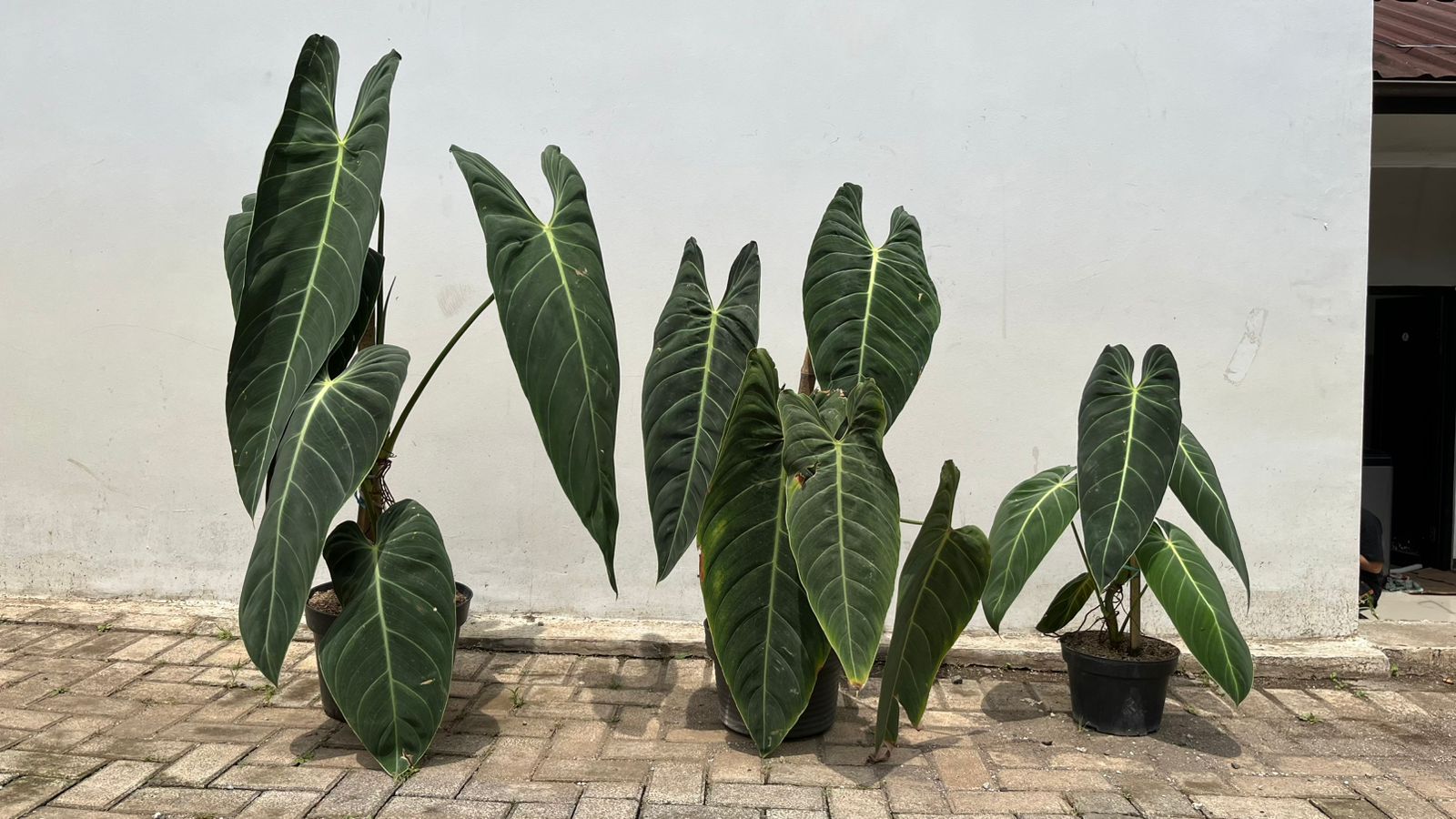 Melanochrsyum XL