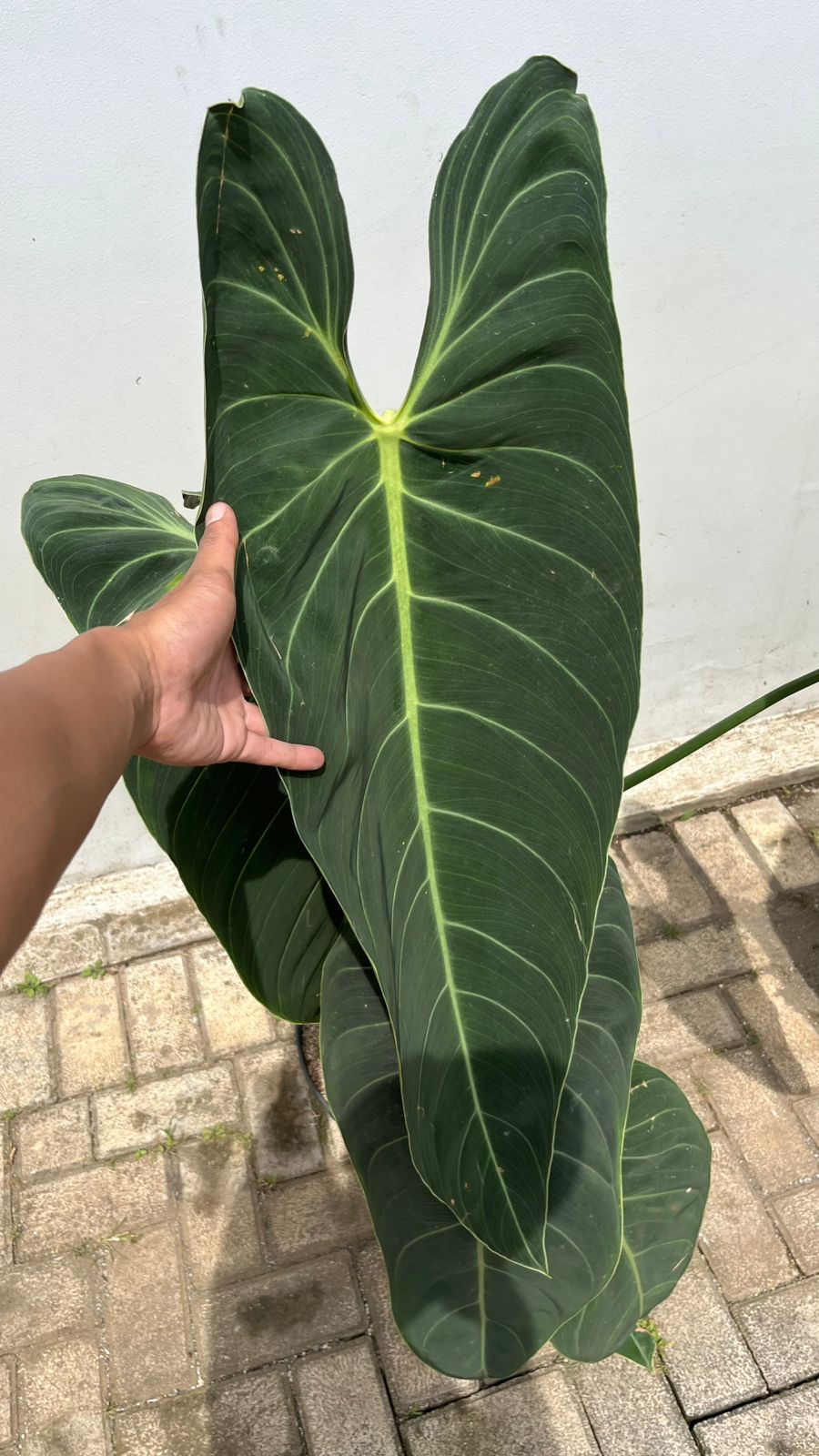 Melanochrsyum XL