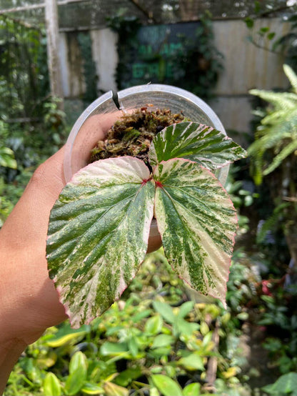 Begonia Varigated
