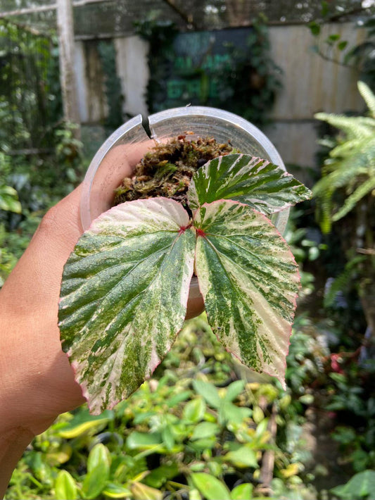 Begonia Varigated
