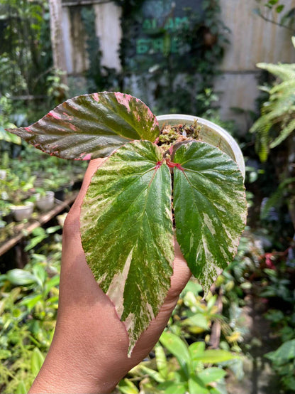 Begonia Varigated