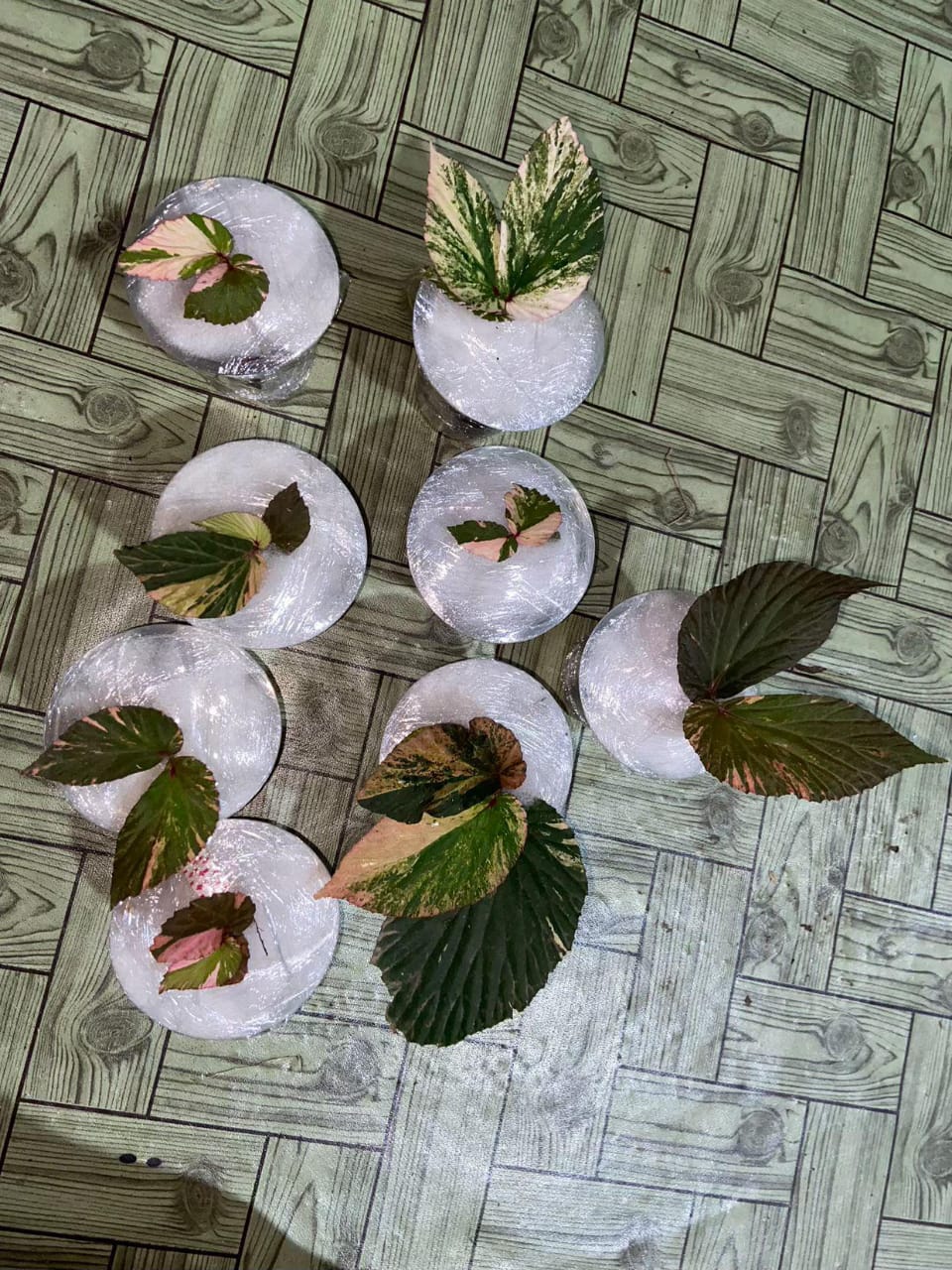 Begonia Varigated