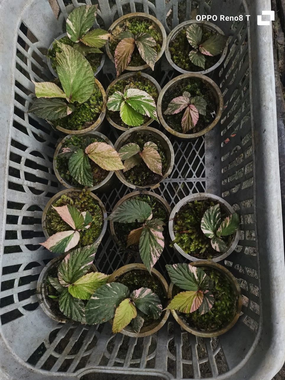 Begonia Varigated