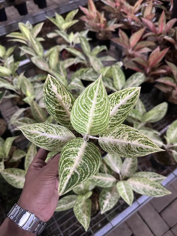 Aglaonema White Legacy