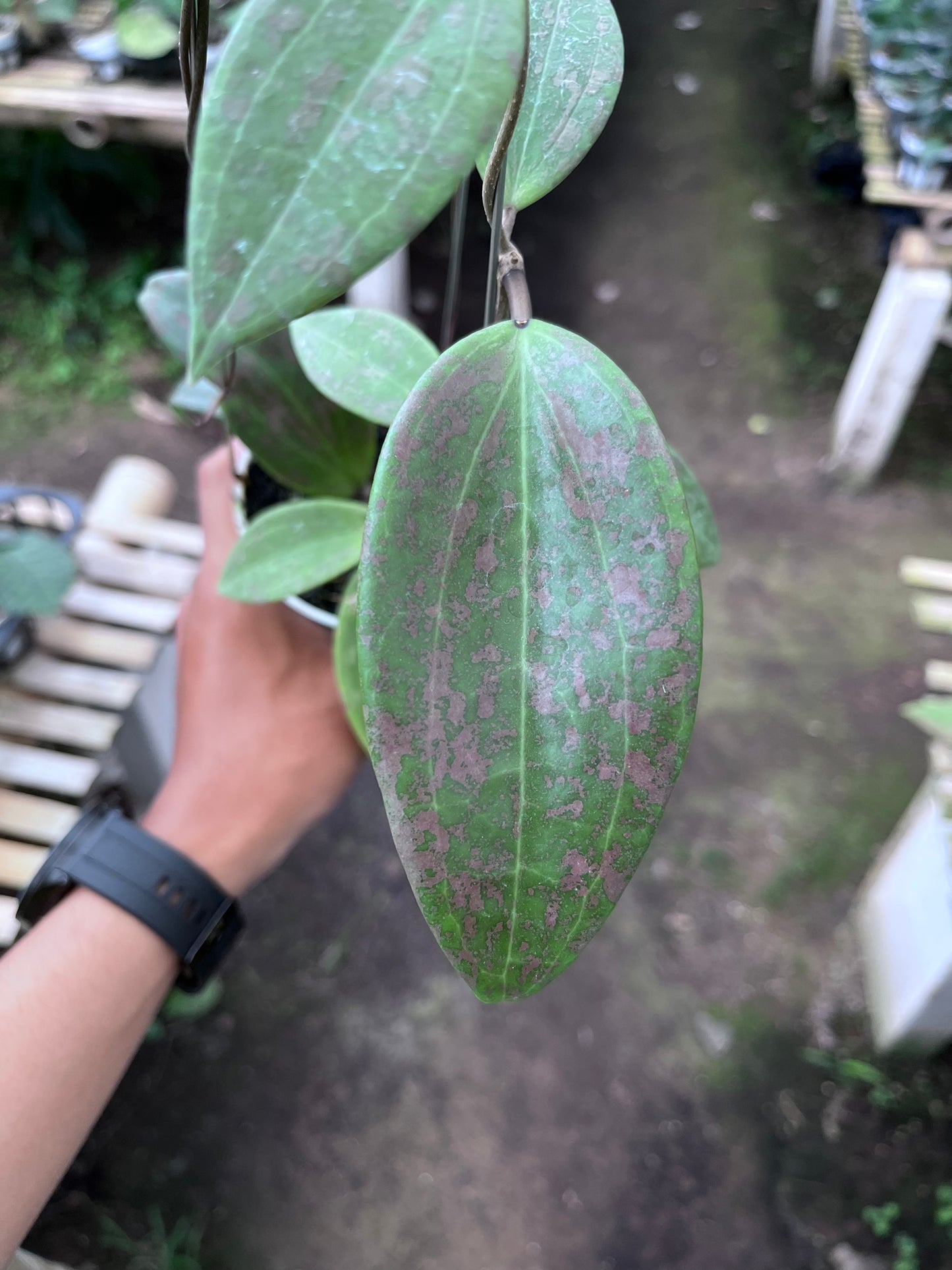 Hoya Wibergiae Splash Pink