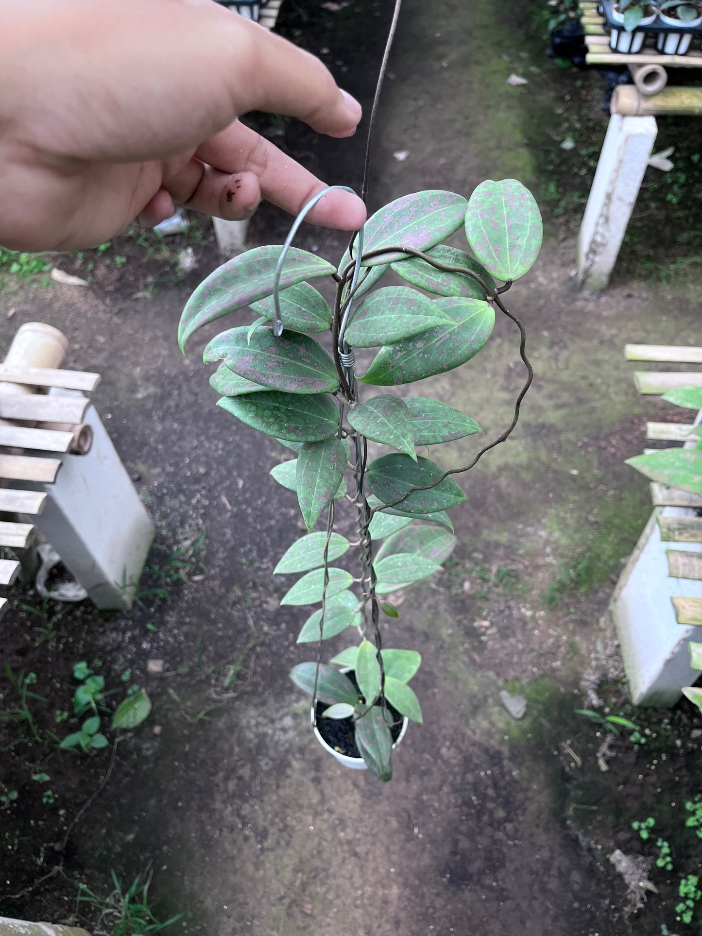 Hoya Wibergiae Splash Pink