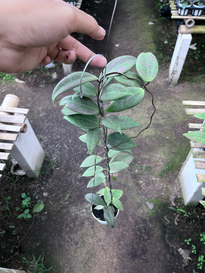 Hoya Wibergiae Splash Pink