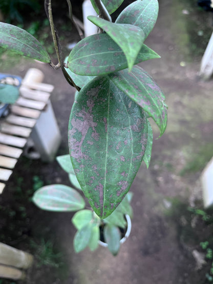 Hoya Wibergiae Splash Pink