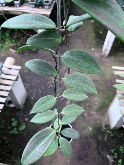 Hoya Wibergiae Splash Pink