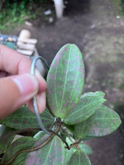 Hoya Wibergiae Splash Pink