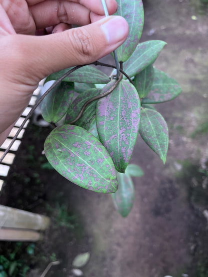 Hoya Wibergiae Splash Pink