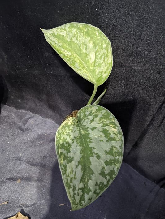 Scindapsus Yellow Coral