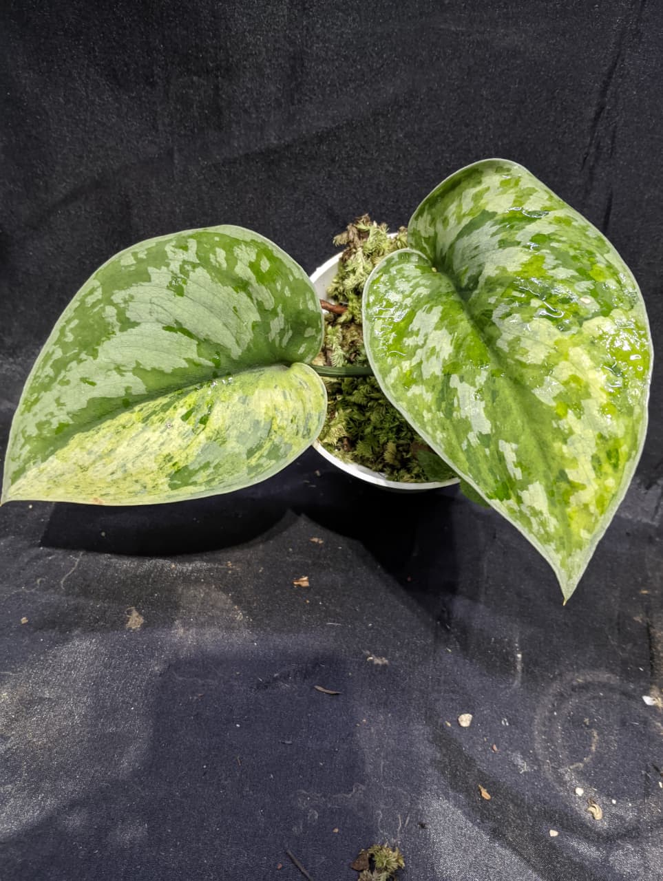 Scindapsus Yellow Medalion Macaro