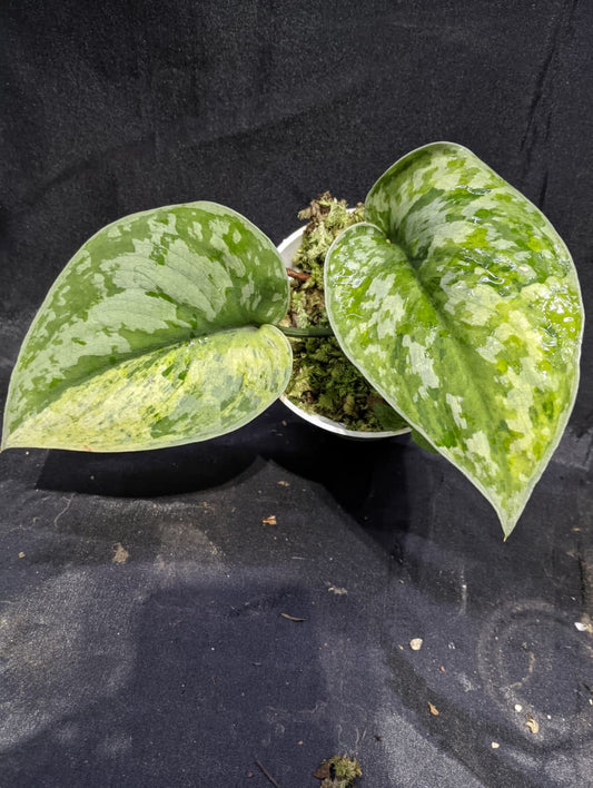 Scindapsus Yellow Medalion Macaro