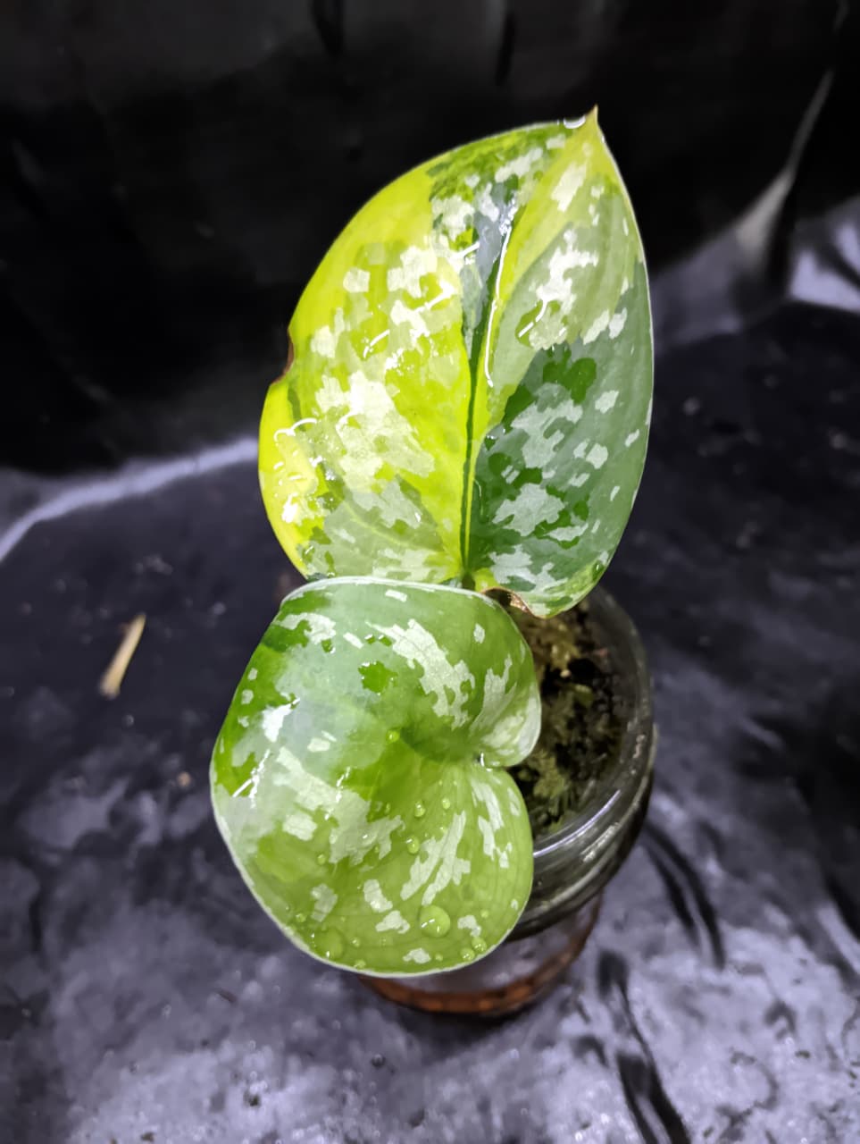 Scindapsus Zeon