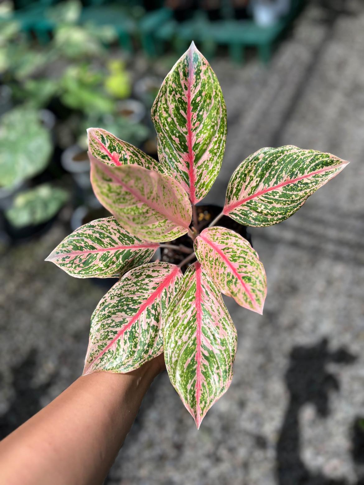 Aglaonema Pretty Woman