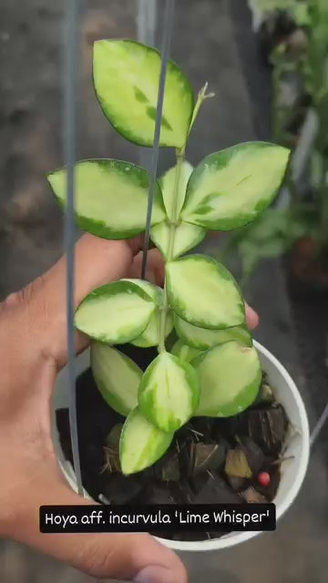 Hoya bundle incurvula and pandawa