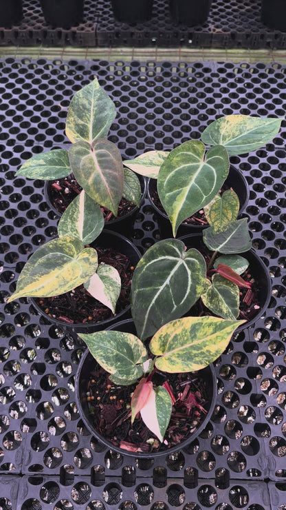 Anthurium Red Devil Mutation x RVDP