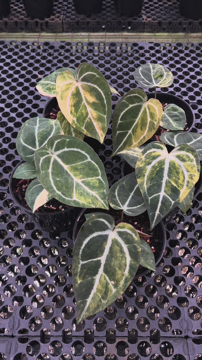 Anthurium (Black Venom x Megatron) x SKG