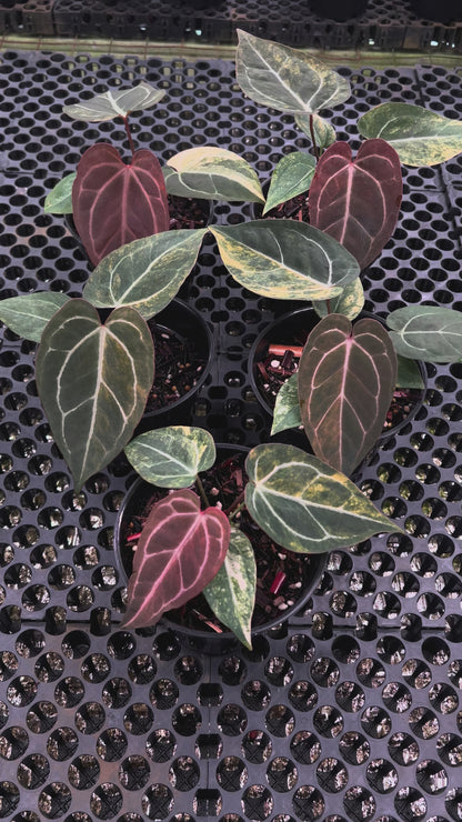 Anthurium (Black Venom x Megatron) x Red Tiger