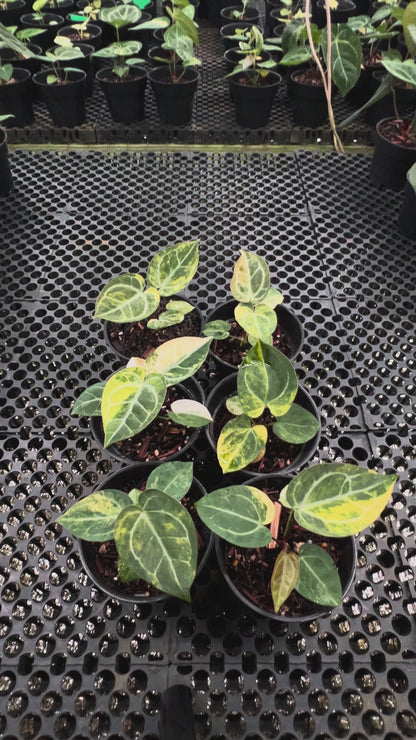 Anthurium Giant Silver X Red Crystallinum NSE