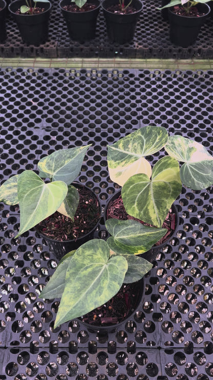 Anthurium King Clarinervium Var x DeltaForce