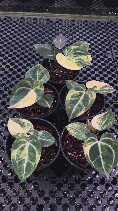 Anthurium (Black Venom x Domino) x KOS Original