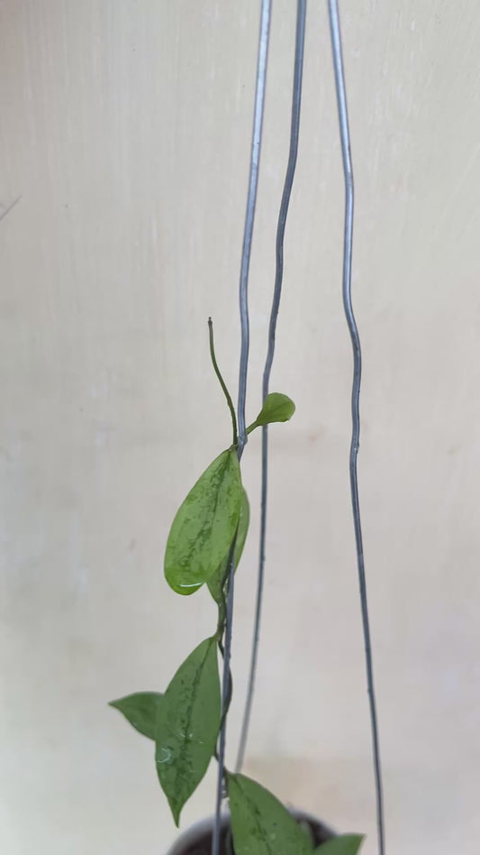 Hoya Alena Exact plant